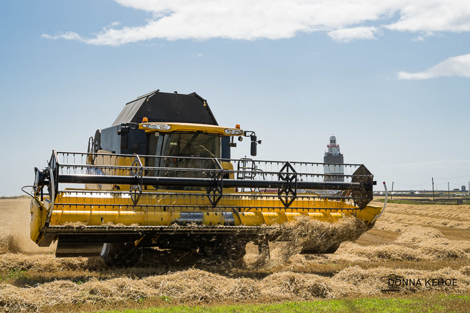 Harvest at Hook Head